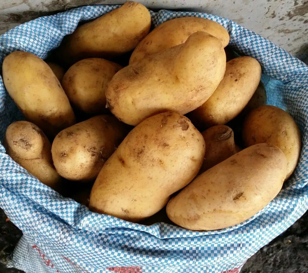 Картофель ласунок купить. Картофель. Картофель домашний. Египетская картошка сорт. Молодой сорт картошки.