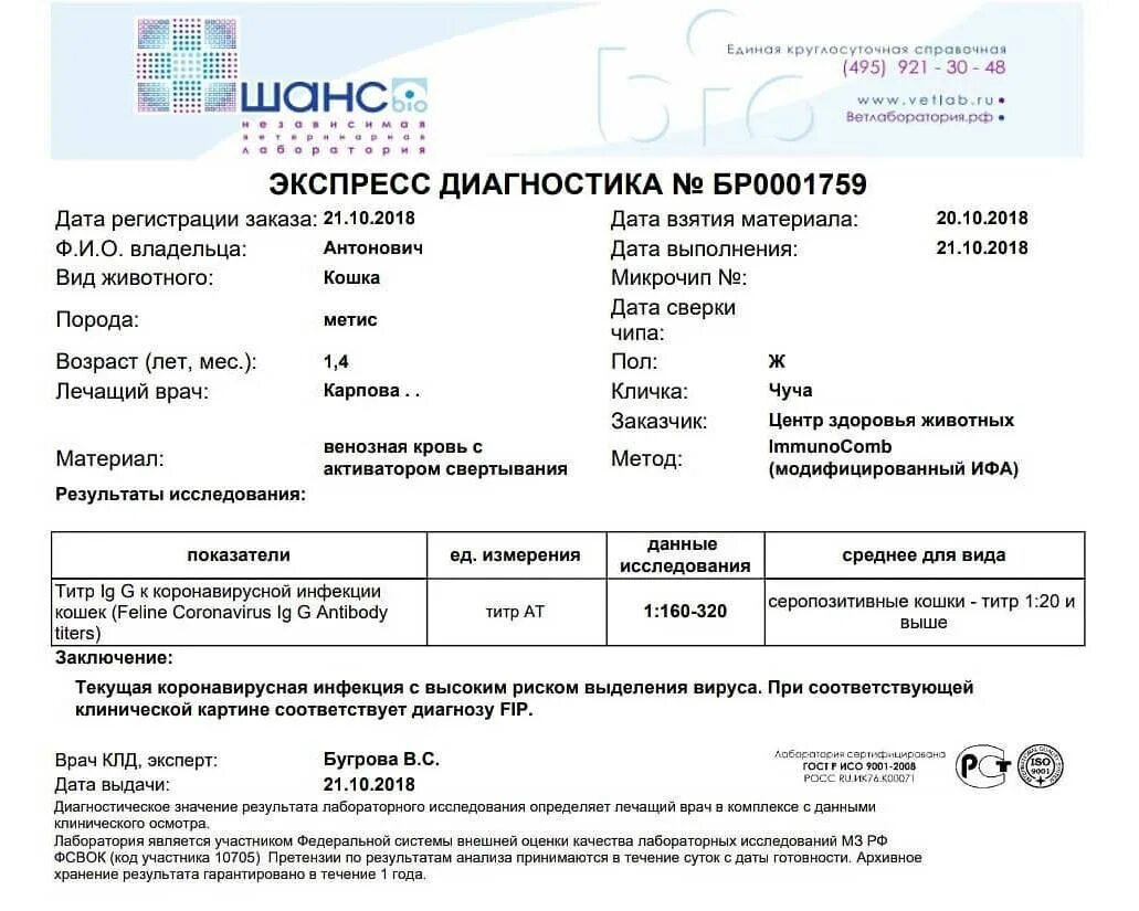 Делают ли коронавирус на дому. Кошачий коронавирус симптомы. тест на коронавирус. результат теста на коронавирус. положительный тест на коронавирус.