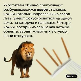 Лев интересные факты