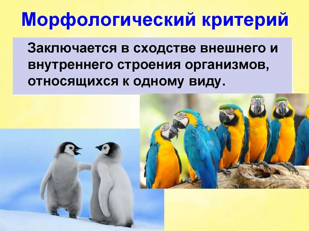 Критерии животных. Морфологический критерий вида. вид его критерии и структура. экологический критерий это в биологии. морфологический и экологический критерии.