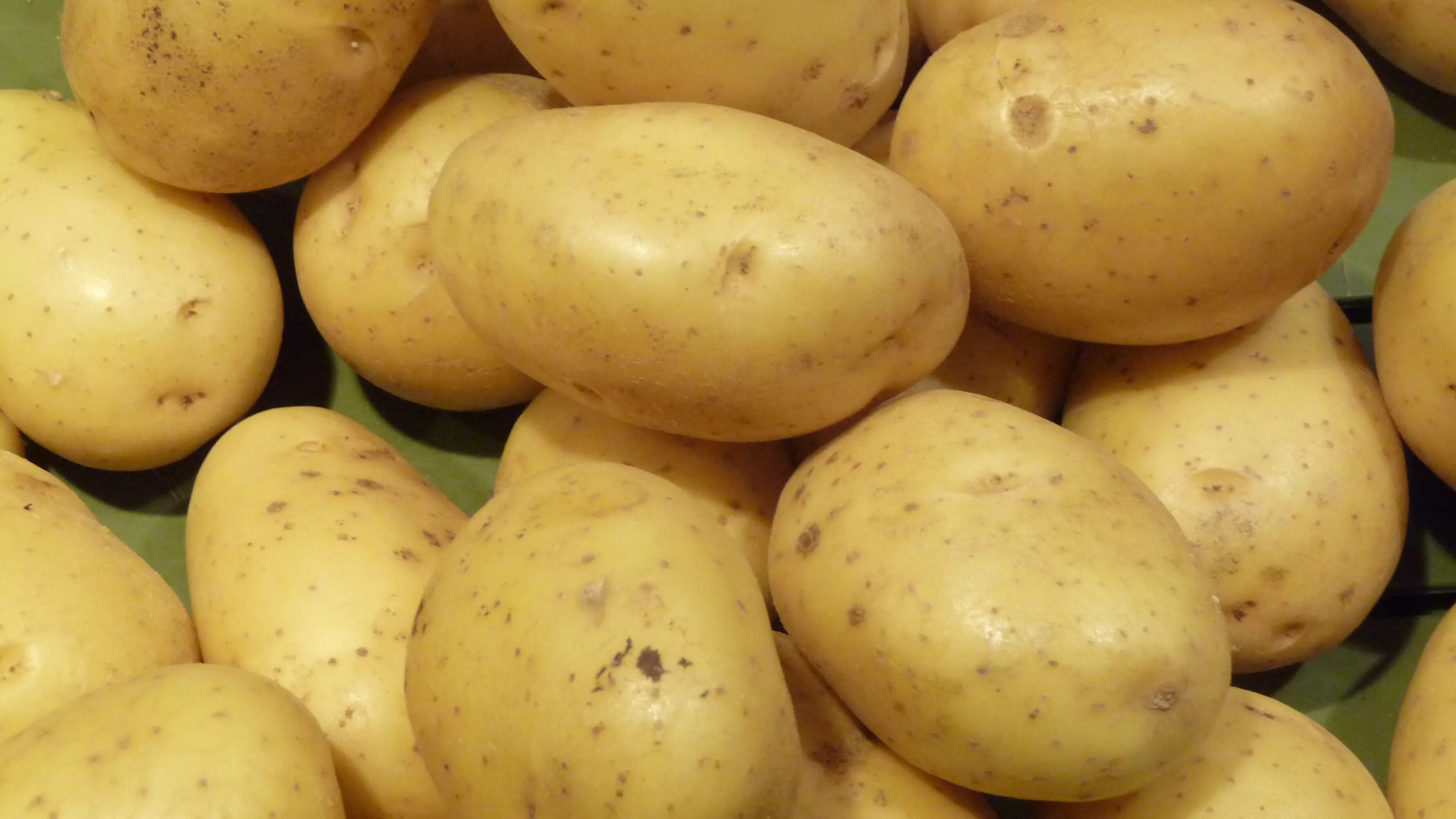 Картофель сорт Розанна. Голландские сорта картофеля Импала. Картофель Артемис.
