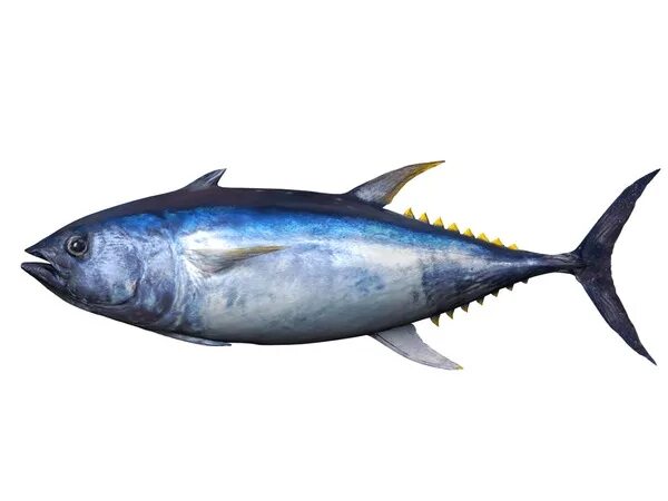 Bluefin tuna