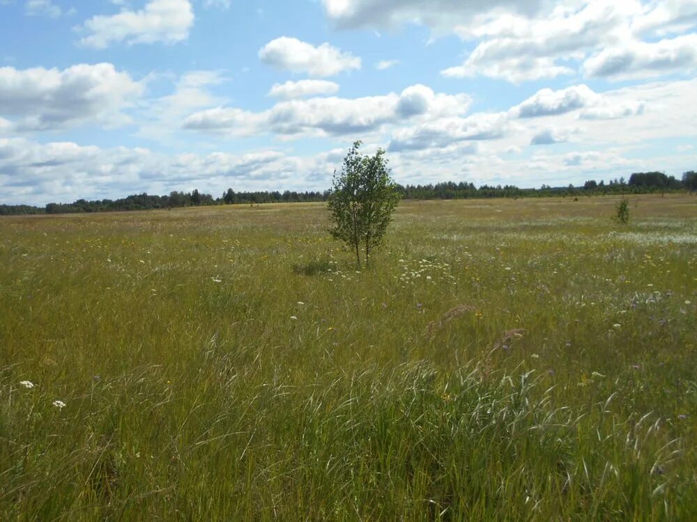 Земля сельхозназначения тверская. Земля сельхозназначения тверская. Земли сельхозназначения у речки. Заросшие сельхозугодья. Деревня заостровье пирос.