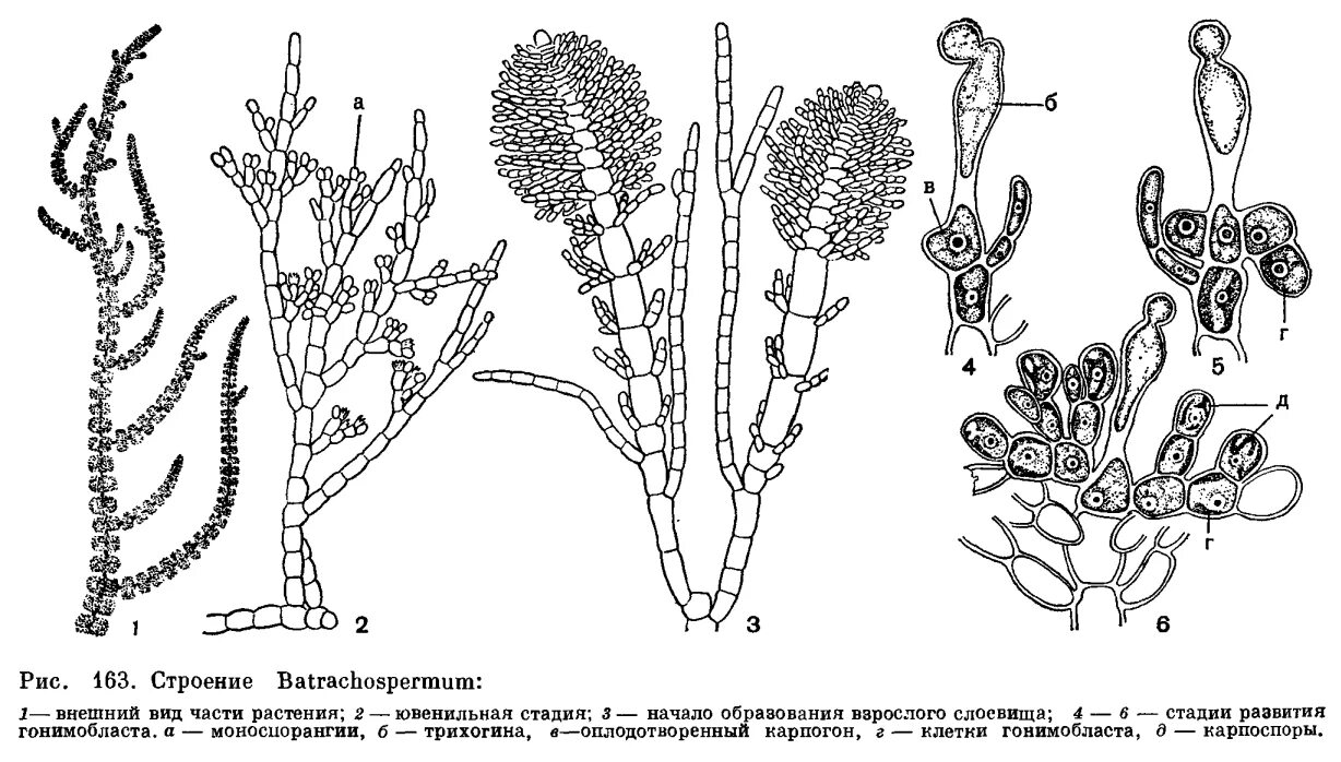 Красные водоросли rhodophyta. Особенности таллома красных водорослей. Ауксилярные клетки красных водорослей. Тетраспора. Строение красных водорослей 5 класс.