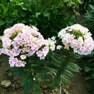 Dacha10
