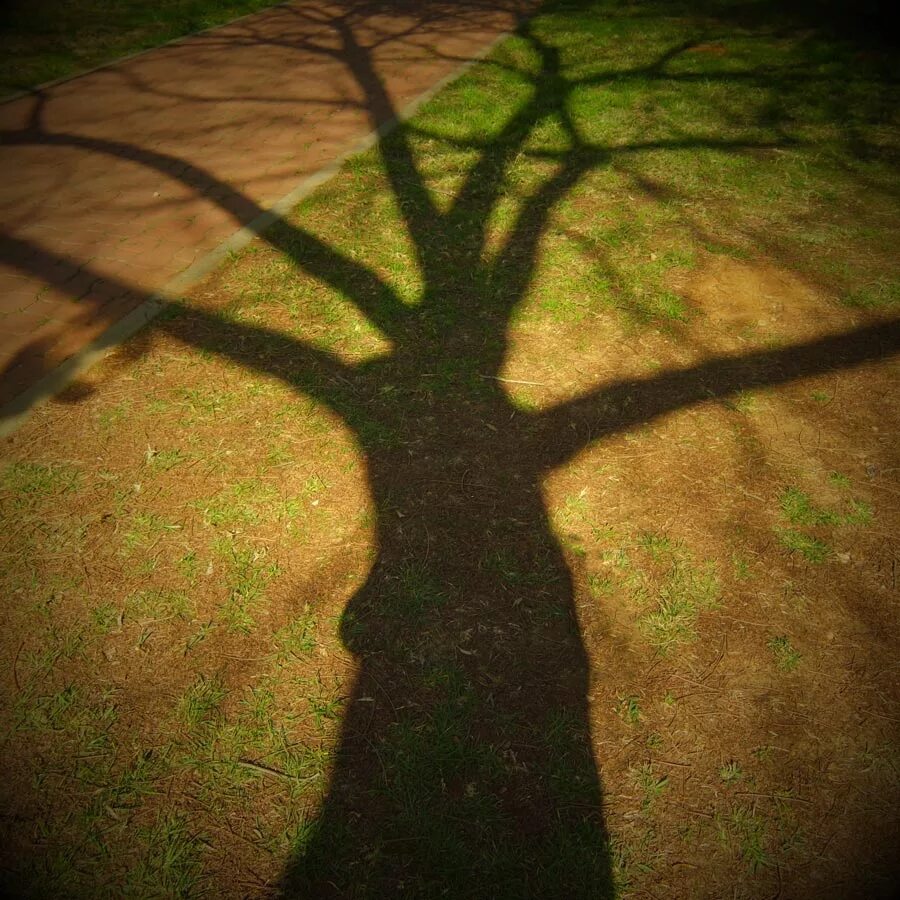 Под тенью дерева