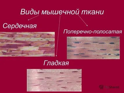 Функции поперечно полосатой мышечной клетки