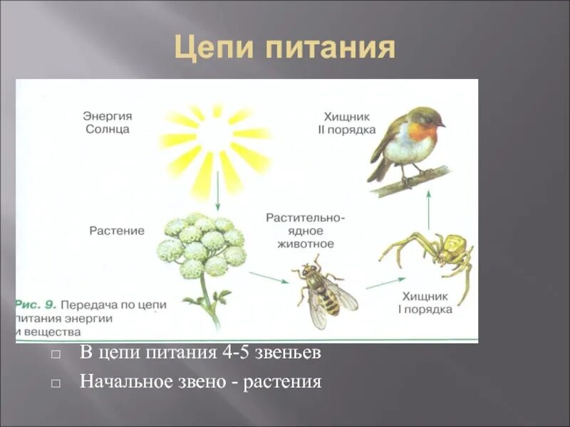 Пищевая цепь из 4 5 звеньев. Цепи питания. Пищевая цепочка. Биологическая цепь. Пищевая цепь это в биологии.