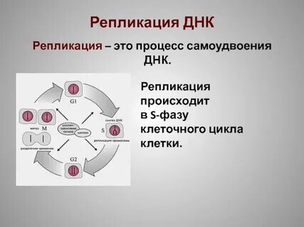 В какой фазе происходит самоудвоение днк