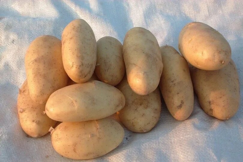 Картофель сорта конкурент. Сорт накра картофель. семенной картофель голландка. сорт картошки голландка. сорт картофеля голландка.