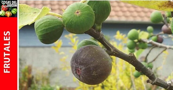 Инжир фото фрукта на дереве Growing Fig Trees in Pot gardening tips Ideas de jardinería, Jardinería, Higos