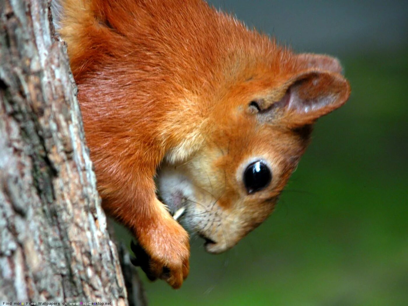 зубры в беловежской пуще. редкие животные. жители леса. беловежская пуща олени. джунгарская белка.