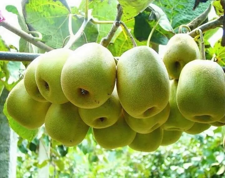 Киви фрукт фото растения Agriculture Technology KIWI Cultivation YouTube
