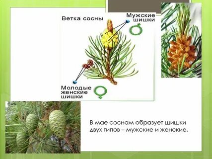При сравнении мужских шишек сосны и ели