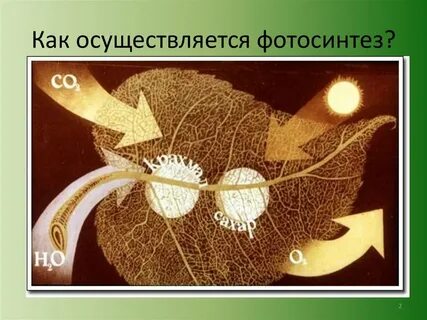 Биология 9 класс биосинтез углеводов фотосинтез