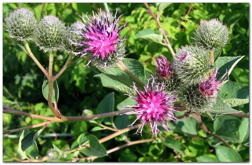 Репейник. Репейник цветок лопуха. Чертополох и репейник. Как называется репейник. Репейник обыкновенный.