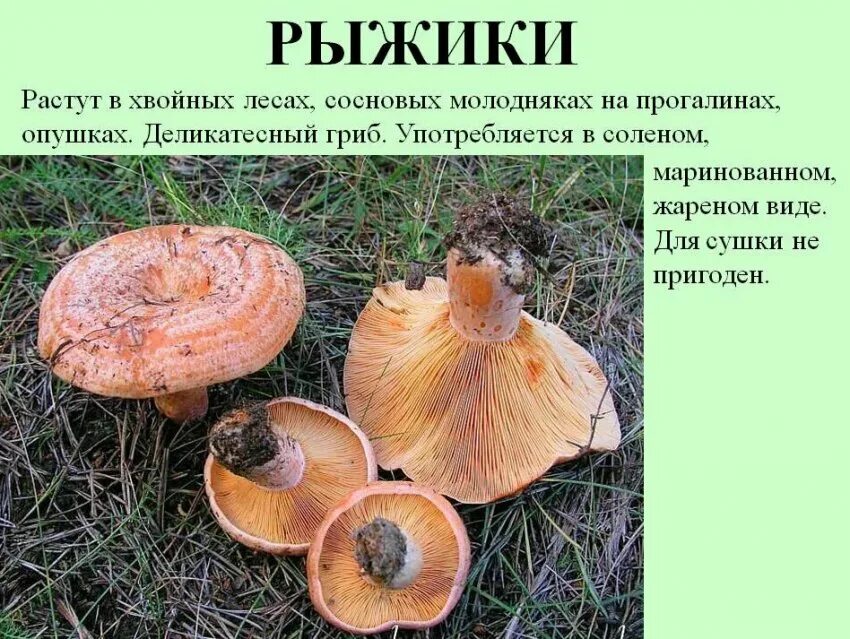 Определите тип питания рыжик настоящий береза белая. Рыжики грибы ложные. рыжики пластинчатые грибы. гриб рыжик несъедобный. гриб рыжик несъедобные рыжики.