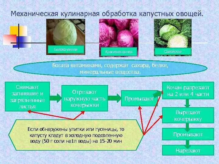 Как обрабатывают овощи. Первичная обработка капустных овощей схема. Схема механической кулинарной обработки плодовых овощей. Механическая кулинарная обработка капустных и луковых овощей. Механическая кулинарная обработка капустных.