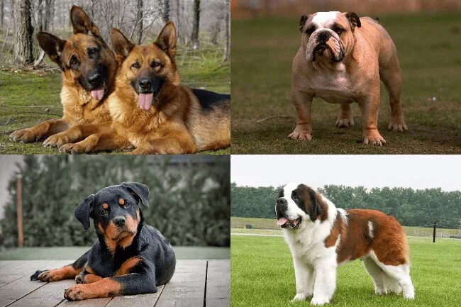 Верные собаки породы. Умная и преданная порода собак. Самые верные и преданные породы собак. Самая умная и преданная порода собак в мире.