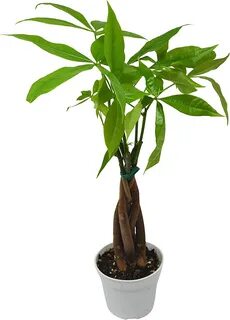 Money tree plant