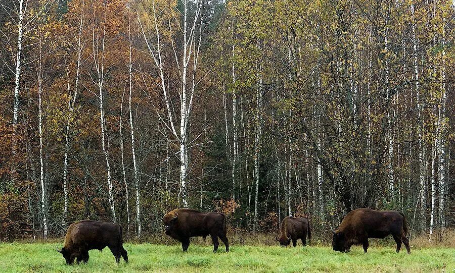 Смешанные леса заповедники. Брянский заповедник брянский лес. заповедники смешанных и широколиственных лесов в россии. леса заповедника брянский лес. заповедники брянской области.