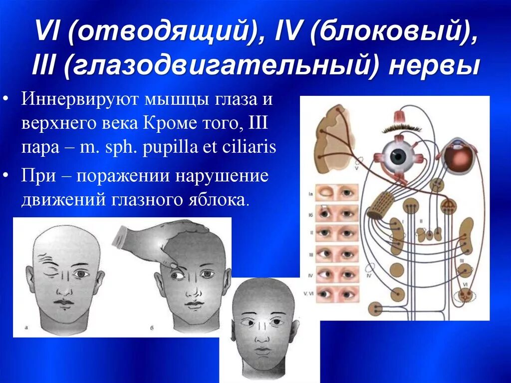 Нарушения глазодвигательного нерва. Отводящий нерв иннервирует мышцы глаза. глазодвигательный нерв (iii) иннервирует мышцы:. функции отводящий нерв нерва. отводящий нерв нерв иннервирует.