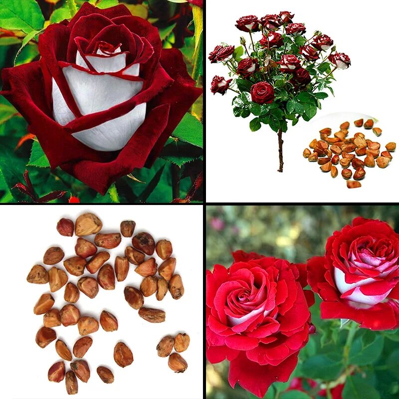 Есть в розе семена. Розы White Osiria Ruby.