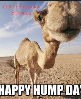 Happy hump day gif camel