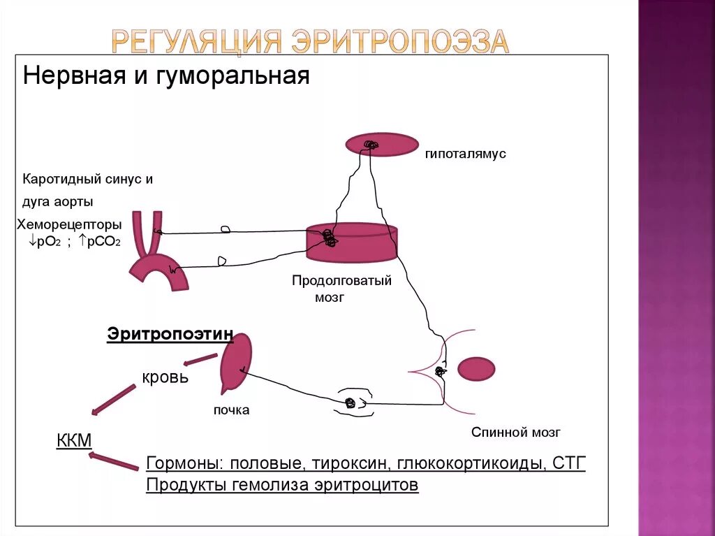 Гормон эритроцитов