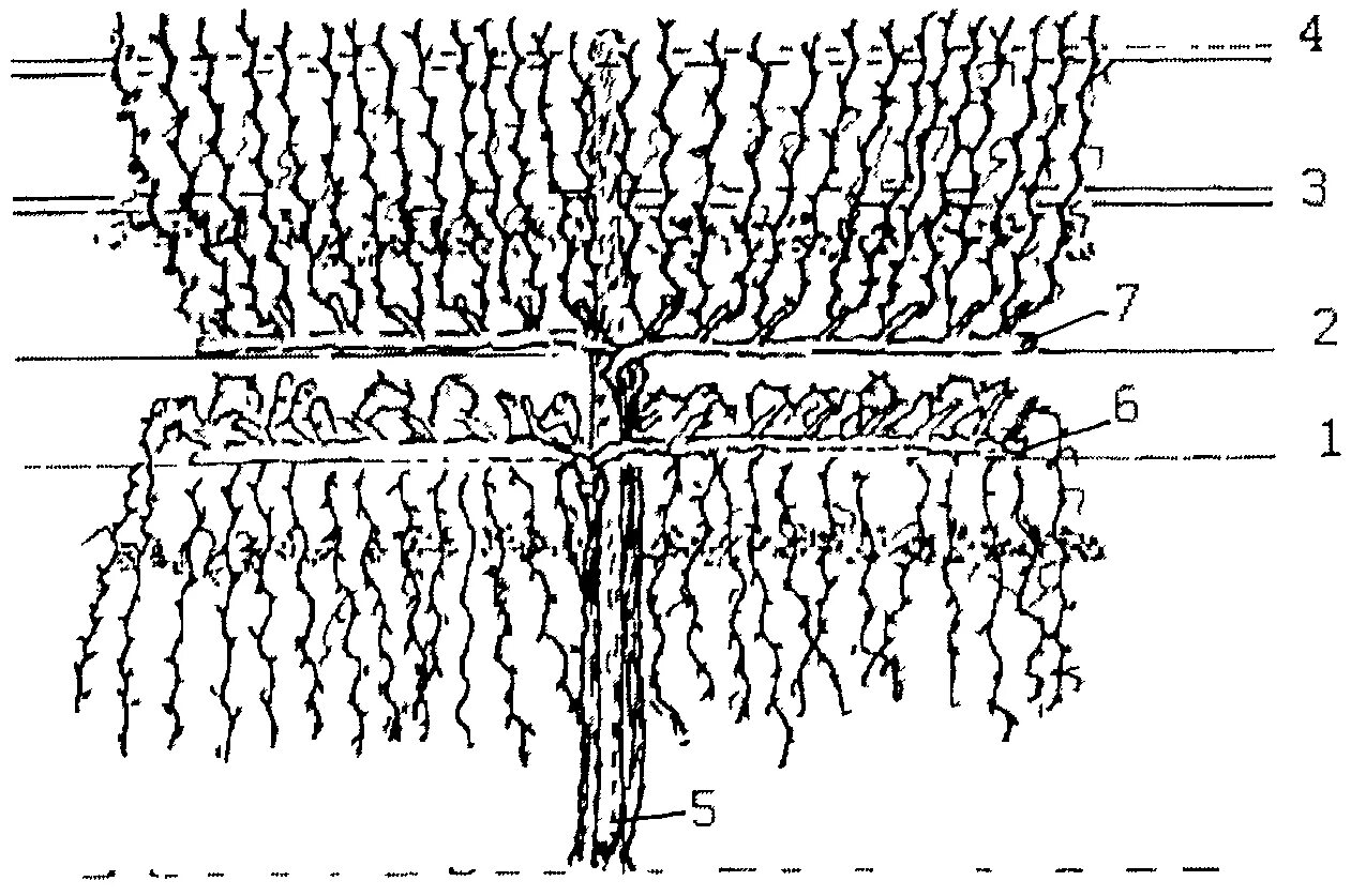 Метод винограда. Шпалерная формировка винограда. Шпалерная подвязка винограда. Метод винограда. Виноградная лоза на шпалере.