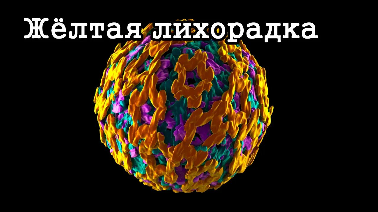 Желтая лихорадка что это. Желтая лихорадка картинки. желтая лихорадка диагностика.