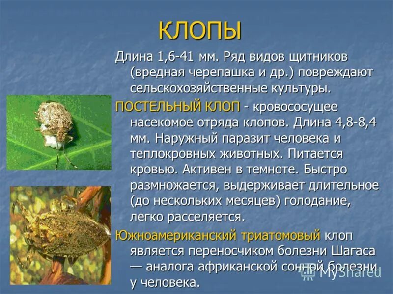 Березовая пяденица куколка. Чешуекрылые вредители леса. Caterpillar with horns. Березовая пяденица полное или неполное превращение. Куколка пяденицы.