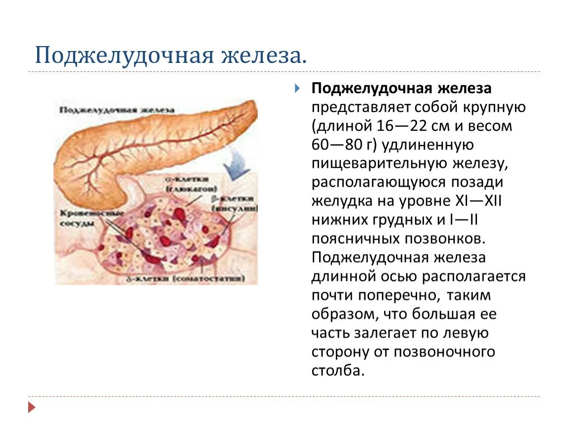 Поджелудочная железа секрет железы. Клетка поджелудочной железы ЕГЭ. Хвост поджелудочной железы функции. Локализация поджелудочной железы. Секрет поджелудочной железы функции