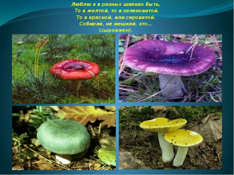 Какую среду обитания освоила сыроежка биология 5. Сыроежки грибы съедобные и несъедобные. Съедобные грибы сыришка. Сыроежка несъедобные грибы. Сыроежка гриб ложный.