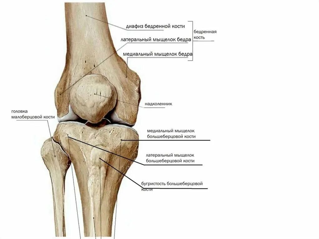 Хондромаляция мыщелков бедренной. Коленная чашечка кость анатомия. Задний отдел медиального мыщелка большеберцовой кости. Наружная мыщелка большеберцовой кости. Сесамовидная кость коленного сустава.