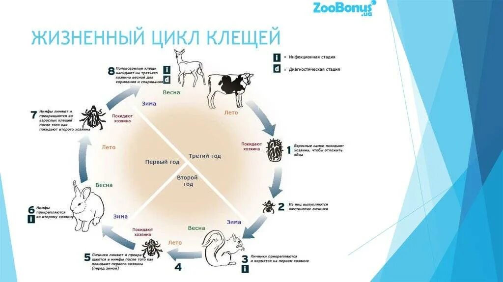 Жизненный цикл таежного клеща. Цикл развития клещей схема. Жизненный цикл иксодовых клещей схема. Цикл развития таежного клеща. Цикл развития иксодовых клещей схема.