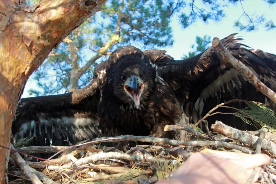 волжско камский заповедник животные. волжско камский заповедник животные. волжско-камский заповедник татарстана фауна. волжско-камский заповедник фауна белка. обитатели волжско-камского заповедника.