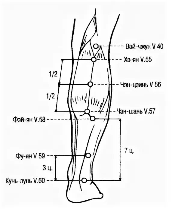 BL 40 точка bl40 акупунктурная. Вэй Чжун точка акупунктуры. Точка v40 Вэй-Чжун.