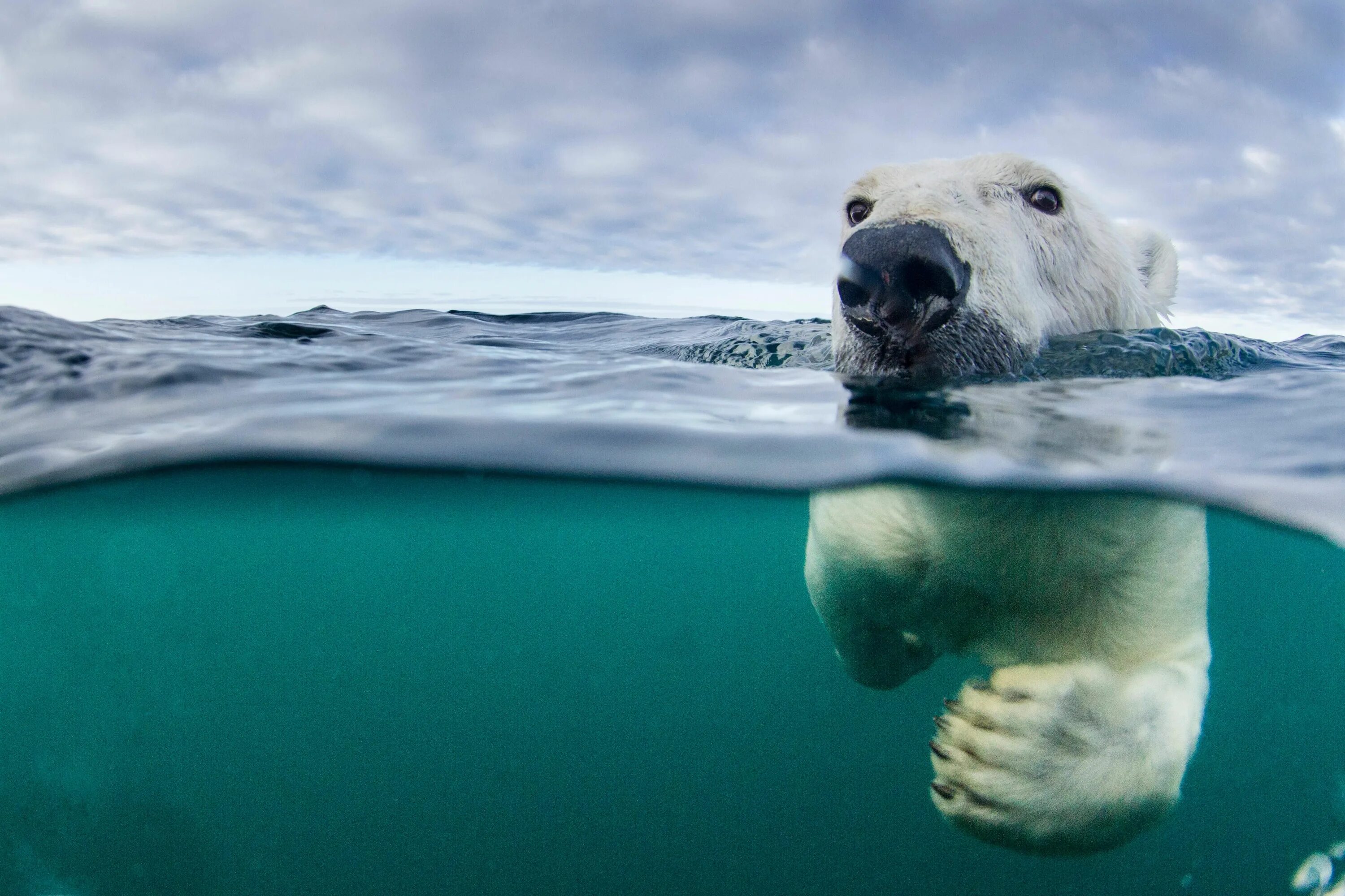 Can bears swim