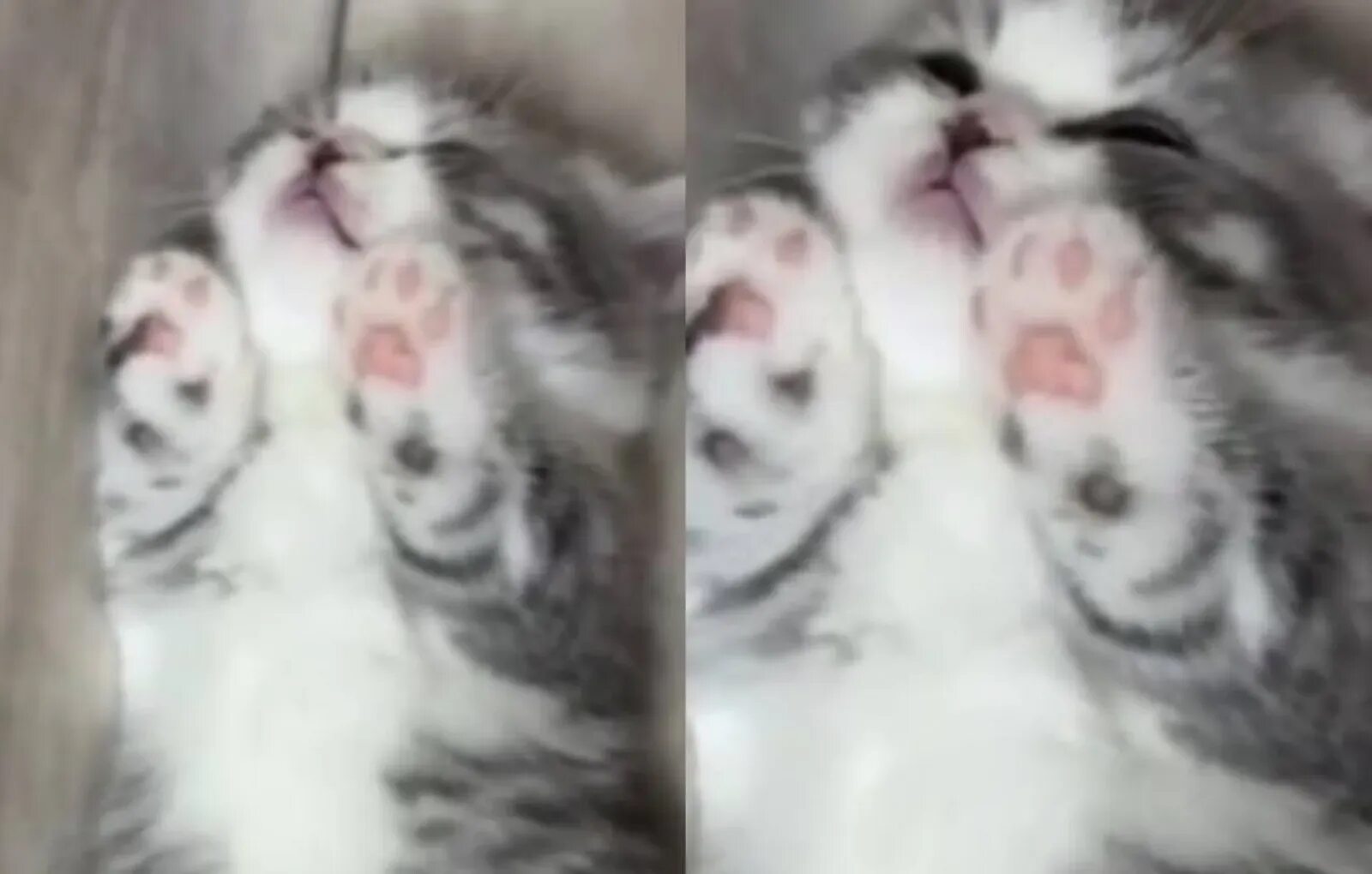 Покажи котят. Котенок здоровается. Серый бездомный котенок. Она показала котенка. Порода кошек с розовыми подушечками.