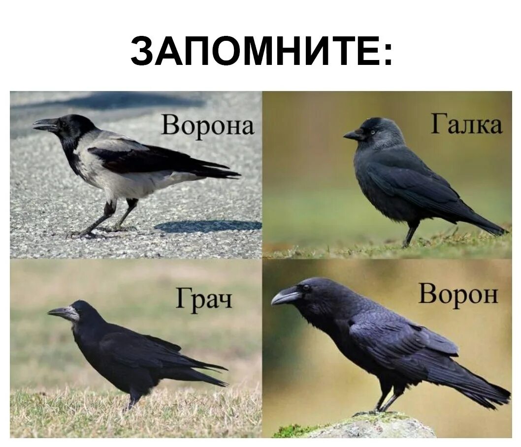 Ворон к какой группе относится. Галка ворона грач отличия. птицы ворона галка грач. ворона галка грач сходства и различия. ворон грач галка.
