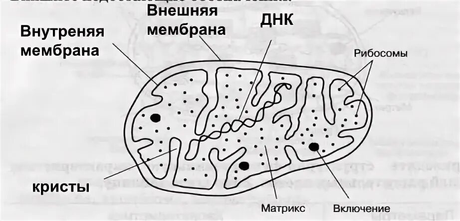 Органоиды клетки Выполнил Умнов В Группа Ат-156