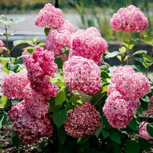 Hydrangea Macrophylla "Endless Summer White"® boerenhortensia Kwekersvergelijk