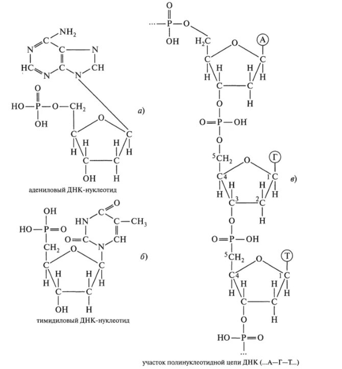 Адениновых нуклеотидов. Строение нуклеотида ДНК формула. Структура нуклеотида схема ДНК. Структура нуклеотида схема. Формула нуклеотида ДНК.