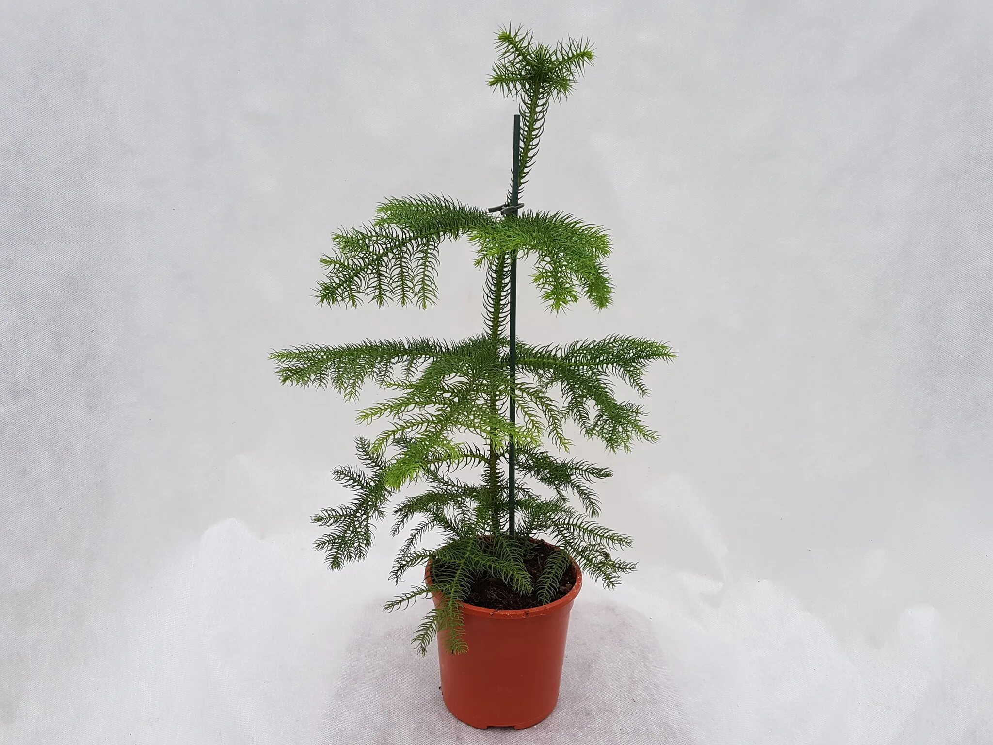 пихта туя кипарис. комнатная елка. араукария разнолистная. елка араукария. комнатная елка.