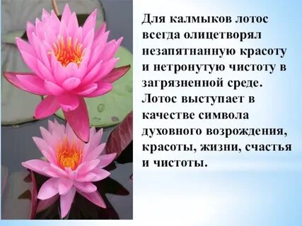 Цветок для калмыка