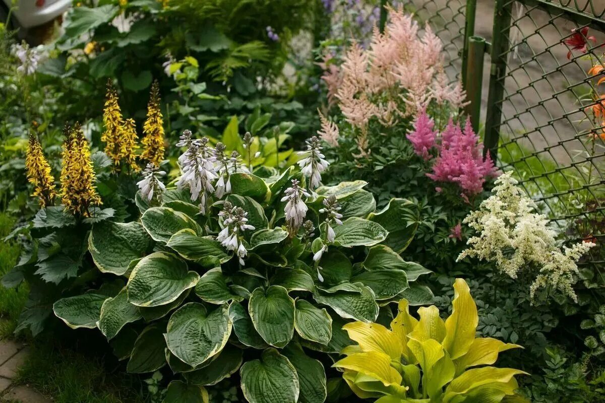 Хоста вербейник папоротник. Койсман миксбордер. Волжанка двудомная (aruncus dioicus). Астильба и хоста. Астильба хоста папоротник в клумбе.
