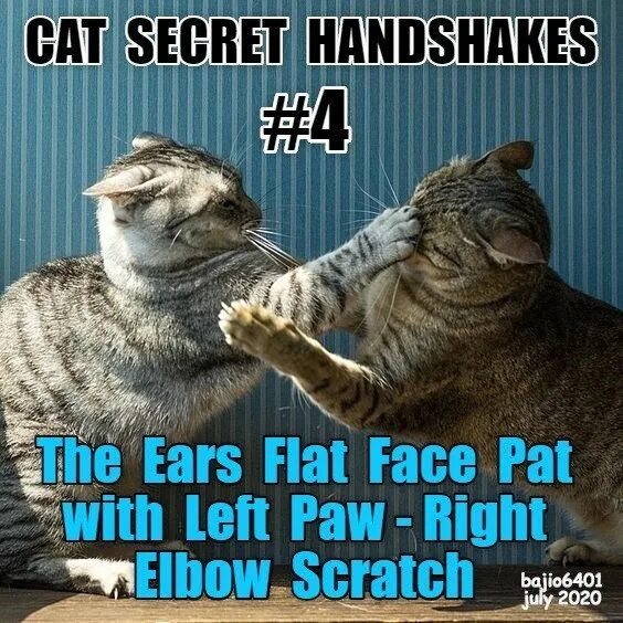 Cats secret