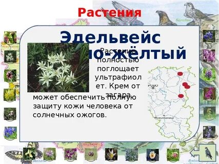 Растения красной книги кузбасса