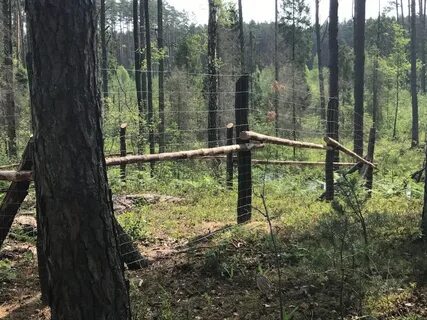 Лесные участки огораживают